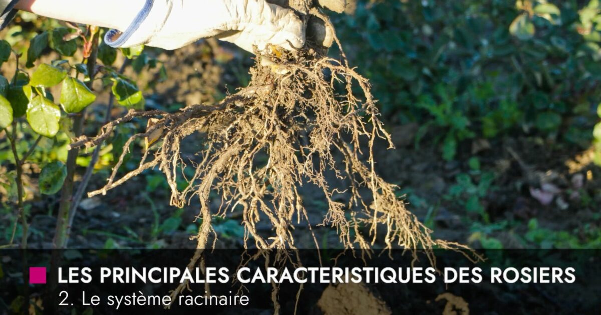 2. Le système racinaire - Connaissances des rosiers