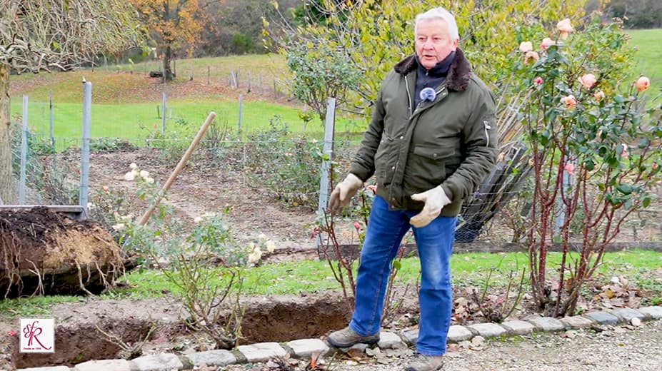 Photographie illustrant la plantation des rosiers.